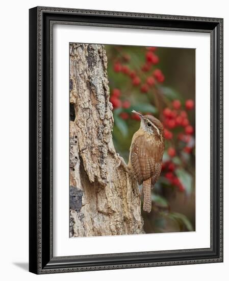 Carolina Wren-Gary Carter-Framed Photographic Print