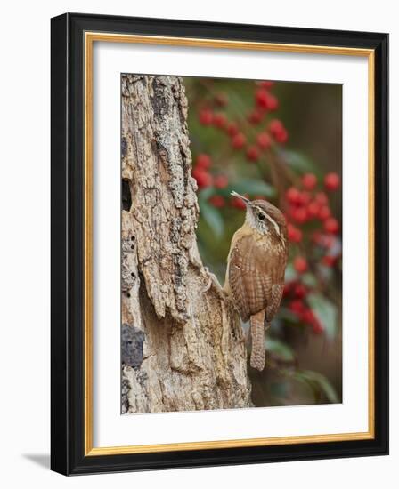 Carolina Wren-Gary Carter-Framed Photographic Print