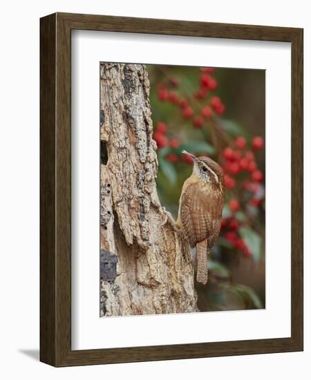 Carolina Wren-Gary Carter-Framed Photographic Print