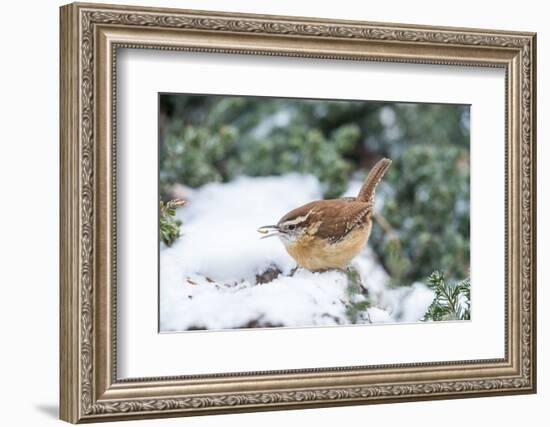 Carolina Wren-Gary Carter-Framed Photographic Print