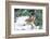 Carolina Wren-Gary Carter-Framed Photographic Print