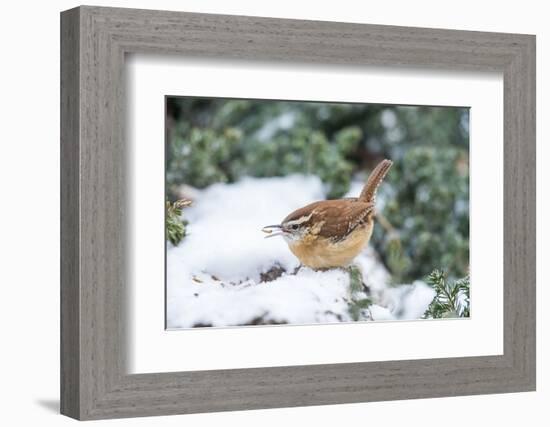 Carolina Wren-Gary Carter-Framed Photographic Print