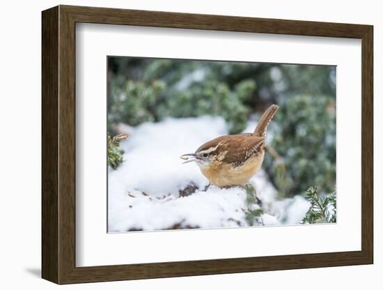 Carolina Wren-Gary Carter-Framed Photographic Print