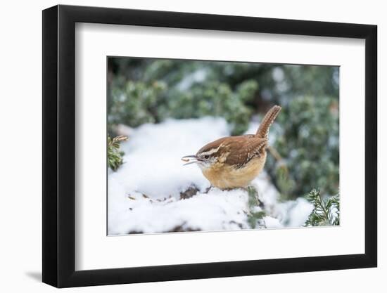 Carolina Wren-Gary Carter-Framed Photographic Print