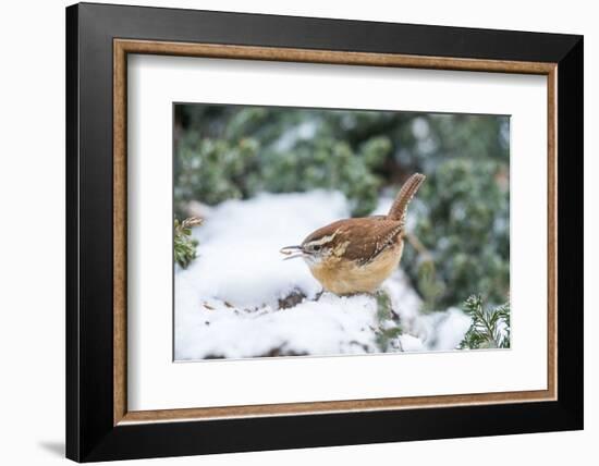 Carolina Wren-Gary Carter-Framed Photographic Print