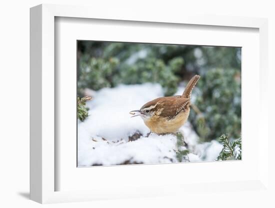 Carolina Wren-Gary Carter-Framed Photographic Print