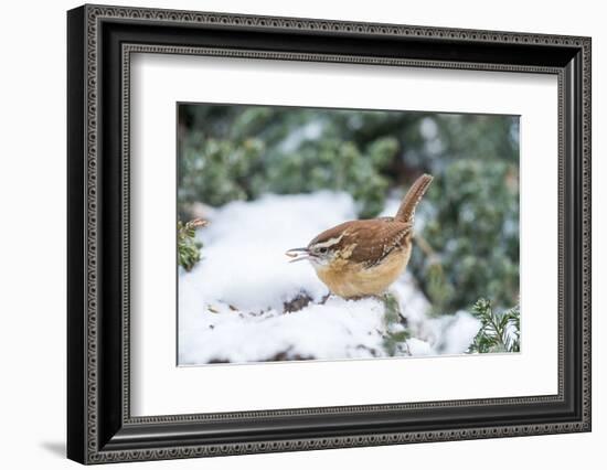 Carolina Wren-Gary Carter-Framed Photographic Print