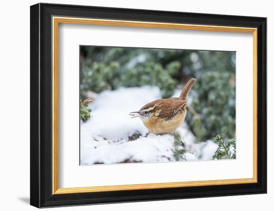 Carolina Wren-Gary Carter-Framed Photographic Print