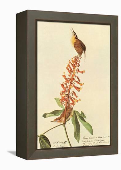 Carolina Wren-John James Audubon-Framed Stretched Canvas