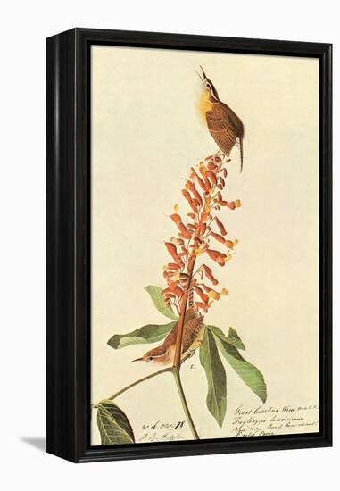 Carolina Wren-John James Audubon-Framed Stretched Canvas