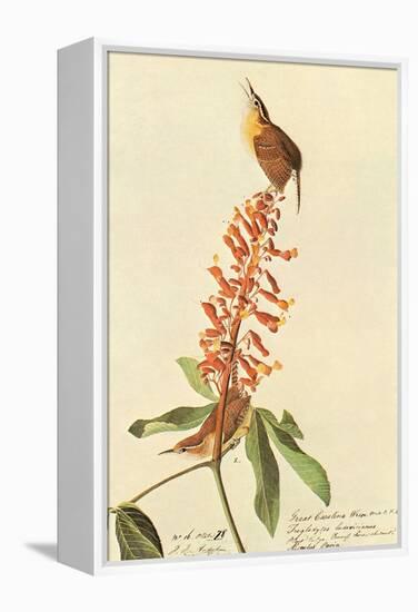 Carolina Wren-John James Audubon-Framed Stretched Canvas