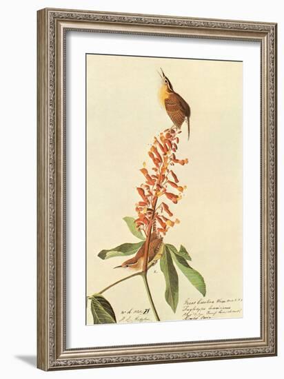 Carolina Wren-John James Audubon-Framed Art Print