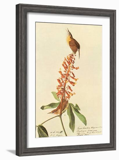 Carolina Wren-John James Audubon-Framed Art Print