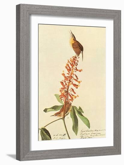 Carolina Wren-John James Audubon-Framed Art Print