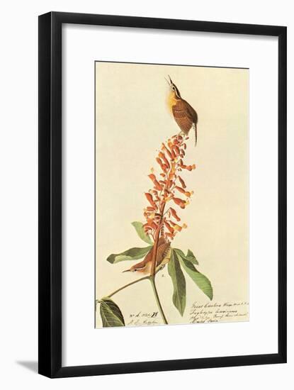 Carolina Wren-John James Audubon-Framed Art Print