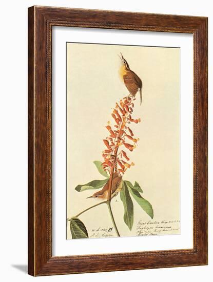 Carolina Wren-John James Audubon-Framed Art Print