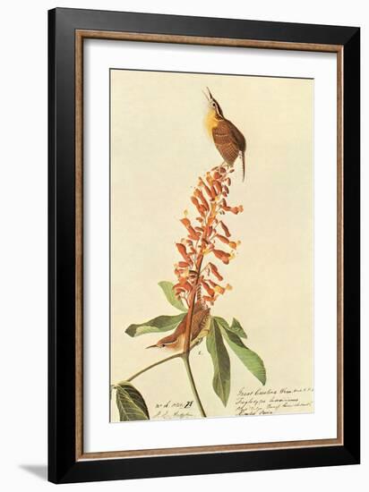 Carolina Wren-John James Audubon-Framed Art Print