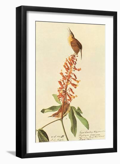 Carolina Wren-John James Audubon-Framed Art Print