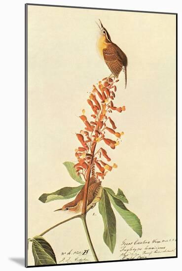 Carolina Wren-John James Audubon-Mounted Art Print