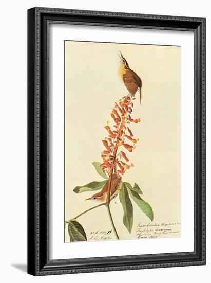 Carolina Wren-John James Audubon-Framed Art Print