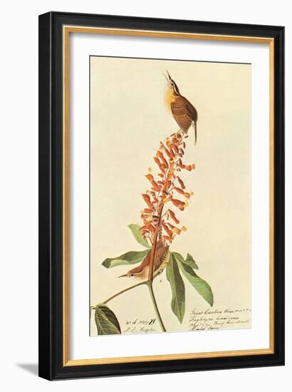 Carolina Wren-John James Audubon-Framed Art Print