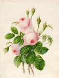 Three Centifolia Roses with Buds-Caroline Adrien-Giclee Print