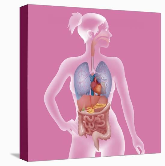 Stretched Canvas Print, , large