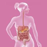 Digestive System, Illustration-Caroline Arquevaux-Giclee Print