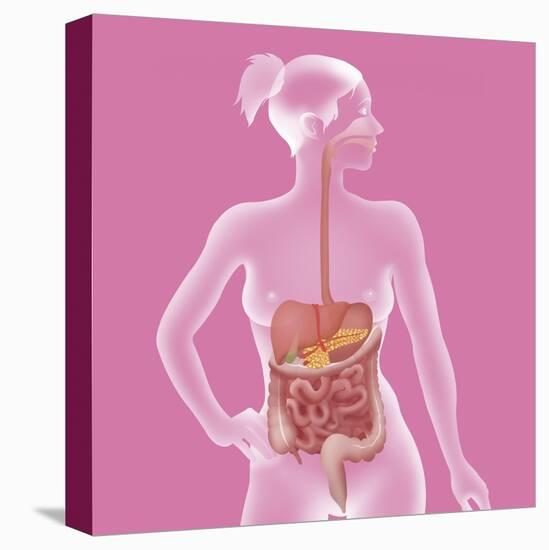 Stretched Canvas Print, , large