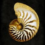 Aqua Seashell-Caroline Kelly-Art Print