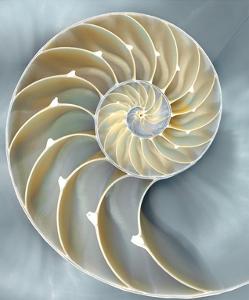 Nautilus Wall Art Prints Art Com