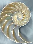 Sea Fan on Gold I-Caroline Kelly-Art Print