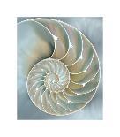 Sea Fan on Gold II-Caroline Kelly-Art Print