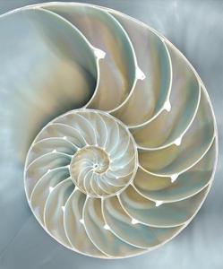 Nautilus Wall Art Prints Art Com