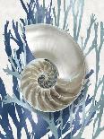 Aqua Seashell-Caroline Kelly-Art Print