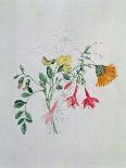 Broom and Marigolds-Caroline Louisa Meredith-Laminated Giclee Print