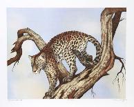 Serengeti-Caroline Schultz-Framed Collectable Print