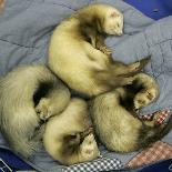A Pack of Ferrets Clockwise from Top, Chewbacca, Hobart, Dixie B, Wolfgang Amadeaus Motzart-Carolyn Kaster-Photographic Print