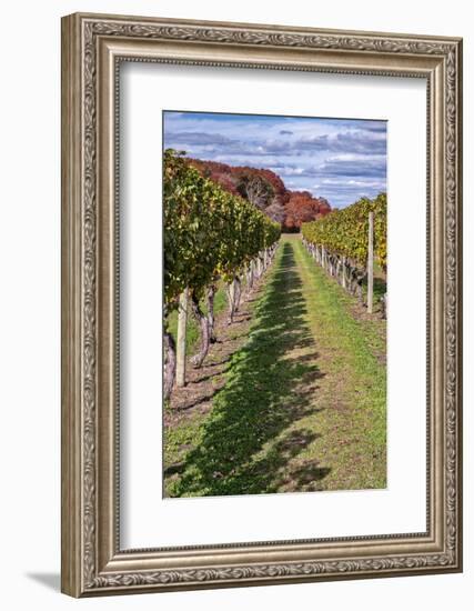 Carolyn's Sakonnet Vineyard, Little Compton, Rhode Island, USA-Lisa Engelbrecht-Framed Photographic Print