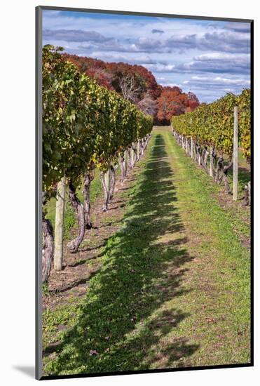 Carolyn's Sakonnet Vineyard, Little Compton, Rhode Island, USA-Lisa Engelbrecht-Mounted Photographic Print