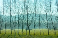 Fog In the Field, Normandy-Caroyl La Barge-Photographic Print