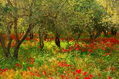 Poppies in Olive Orchard, Sicily-Caroyl La Barge-Framed Photographic Print