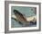 Carp, 1830-1844-Utagawa Hiroshige-Framed Giclee Print