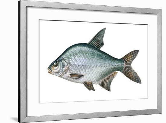 Carp Bream (Abramis Brama)-null-Framed Giclee Print