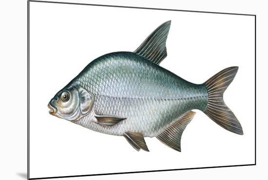 Carp Bream (Abramis Brama)-null-Mounted Giclee Print