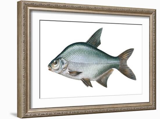 Carp Bream (Abramis Brama)-null-Framed Giclee Print