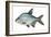 Carp Bream (Abramis Brama)-null-Framed Giclee Print