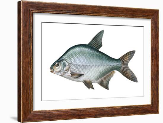 Carp Bream (Abramis Brama)-null-Framed Giclee Print