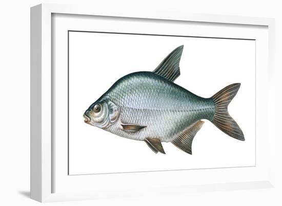 Carp Bream (Abramis Brama)-null-Framed Giclee Print