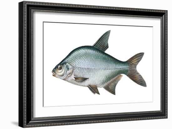 Carp Bream (Abramis Brama)-null-Framed Giclee Print